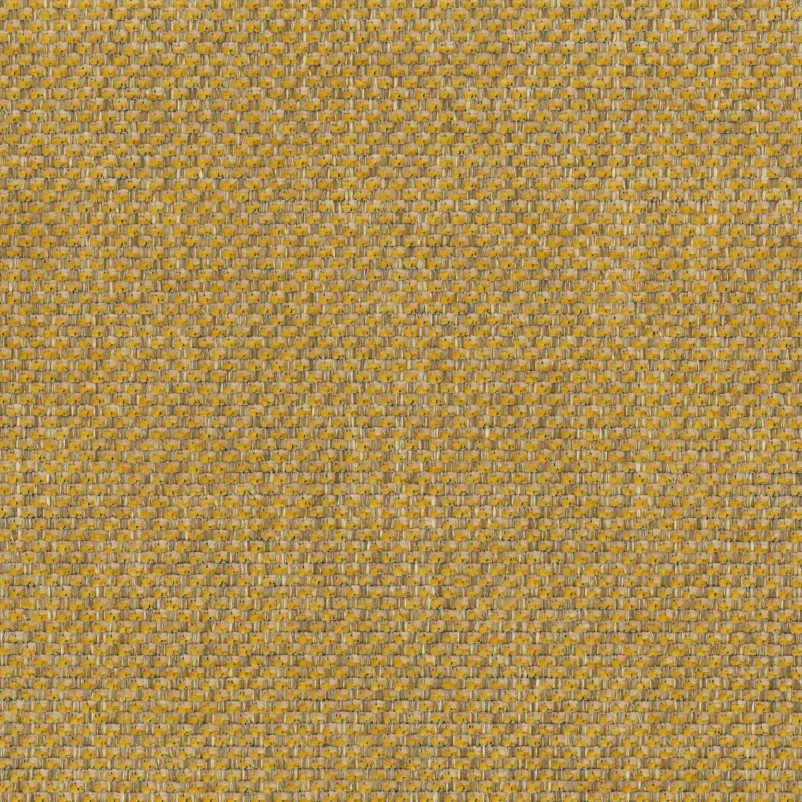 Spicy Mustard 24